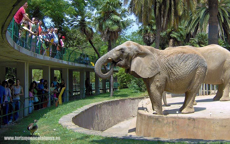 guia Zoo Barcelona Parque Ciudadela area elefantes africanos