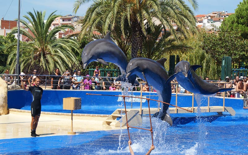 guide leisure park marineland palafolls show dolphins catalonia