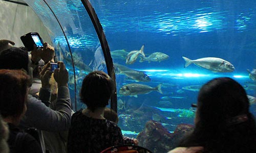  llista principals atraccions turístiques catalunya informació aquari 