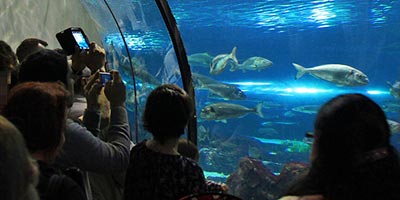  attractions guide barcelona old port discover aquariums 