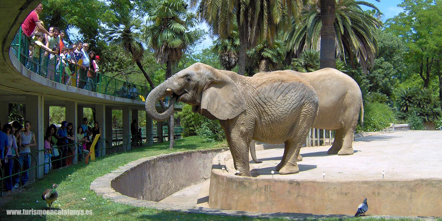 Descubre parque zoologico Barcelona España zona elefantes